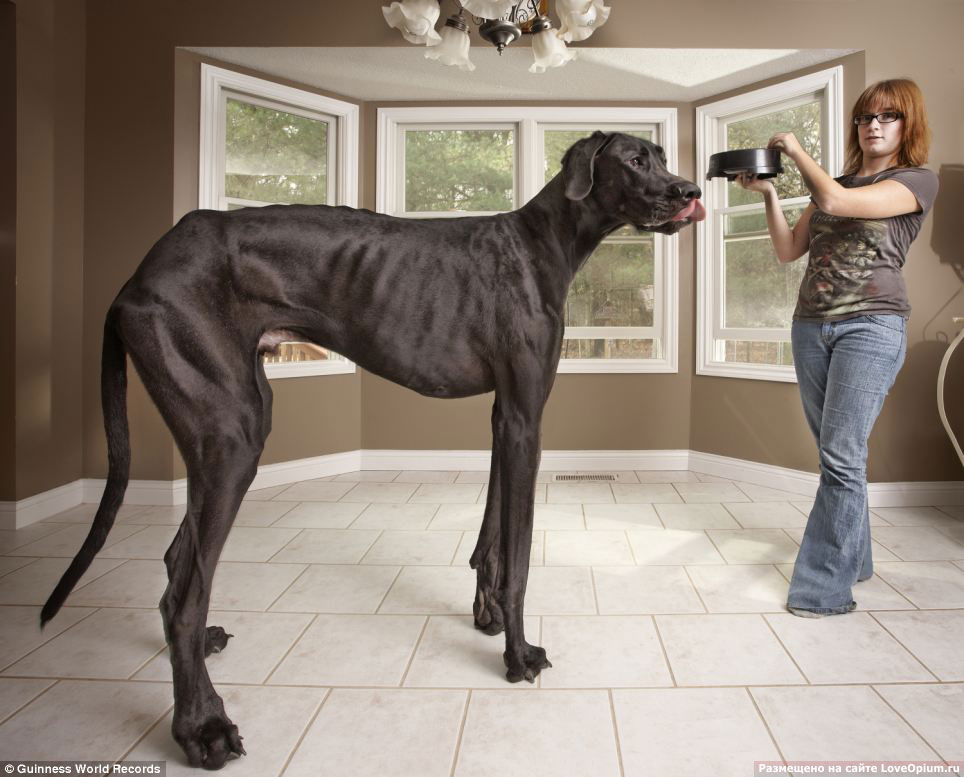 Самая высокая собака